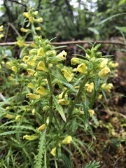 Pedicularis labradorica