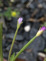 Epilobium ciliatum
