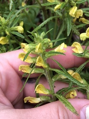 Pedicularis labradorica