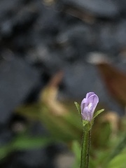 Epilobium ciliatum
