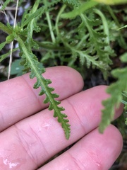 Pedicularis labradorica