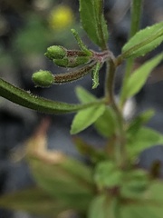 Epilobium ciliatum