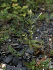 Epilobium ciliatum