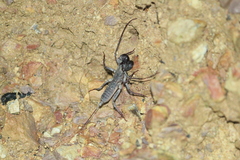 Typopeltis crucifer