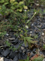 Epilobium ciliatum