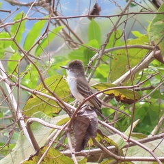 Myiarchus antillarum