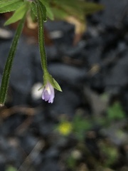 Epilobium ciliatum