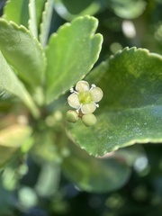 Euonymus japonicus