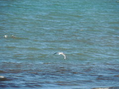 Chroicocephalus maculipennis