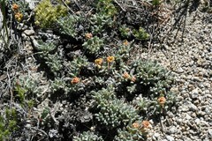 Eriogonum rosense