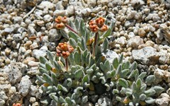 Eriogonum rosense