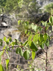 Paliurus spina-christi