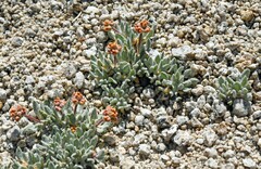Eriogonum rosense