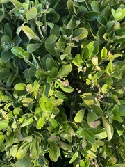 Euonymus japonicus