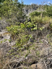 Paliurus spina-christi