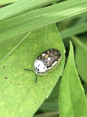 Deloyala guttata