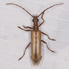 Centrodera decolorata