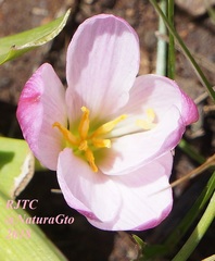 Zephyranthes brevipes