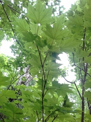 Acer ukurunduense