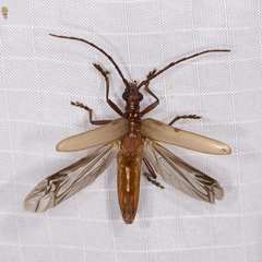 Centrodera decolorata