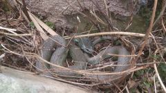 Natrix astreptophora