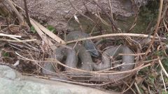 Natrix astreptophora