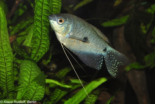 Three Spot Gourami