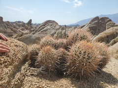 Homalocephala polycephala