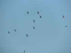 Chroicocephalus maculipennis