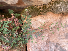 Argyrochosma limitanea