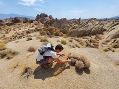 Homalocephala polycephala