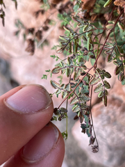 Argyrochosma limitanea