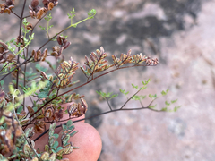 Argyrochosma limitanea