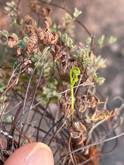 Argyrochosma limitanea