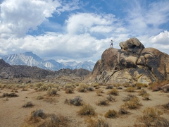 Homalocephala polycephala