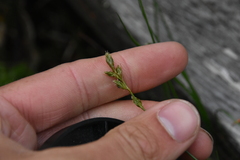 Carex laeviculmis