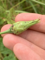 Microseris laciniata