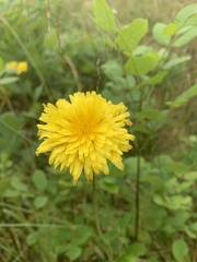 Microseris laciniata