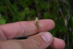 Carex laeviculmis