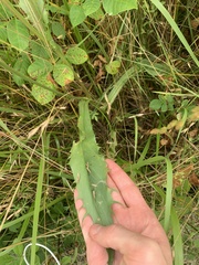 Microseris laciniata