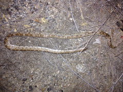 Trimorphodon lyrophanes