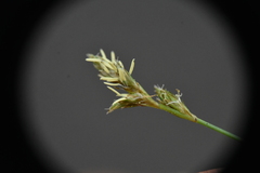 Carex laeviculmis