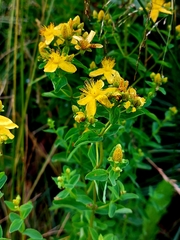 Hypericum maculatum maculatum