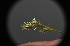Carex laeviculmis