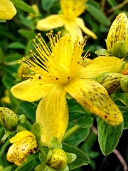 Hypericum maculatum maculatum