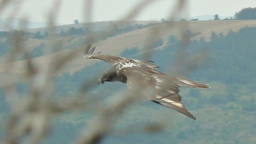 Gypaète barbu, jeune