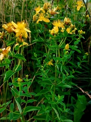 Hypericum maculatum maculatum