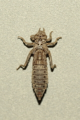 Gomphurus ventricosus