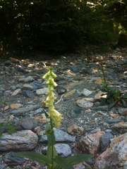 Digitalis lutea
