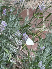 Pieris rapae